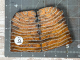 Mammoth Tooth Large