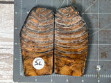 Mammoth Tooth Large