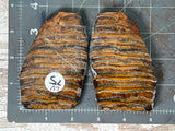 Mammoth Tooth Large