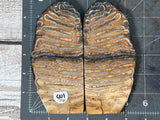 Mammoth Tooth Xtra Large