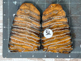 Mammoth Tooth Large