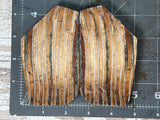 Mammoth Tooth Large