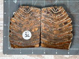 Mammoth Tooth Large