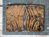 Mammoth Tooth Large