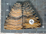 Mammoth Tooth Large