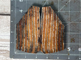 Mammoth Tooth Large