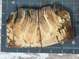 Mammoth Tooth Large